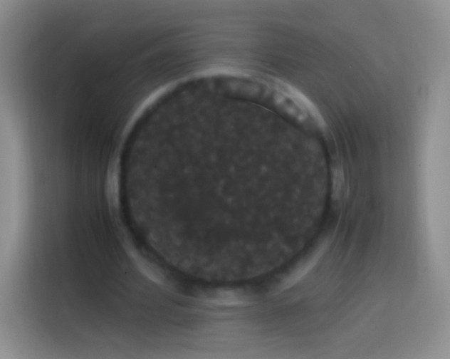 X0000113850580200910011002