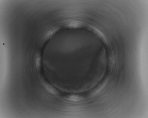 X0000113850596200910011002