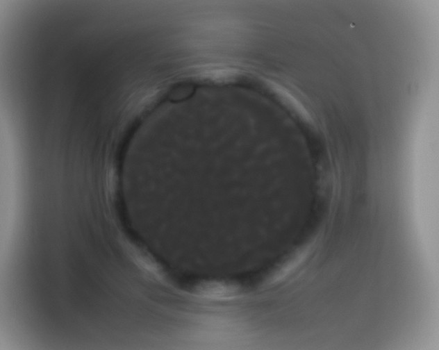 X0000113850597200910011002