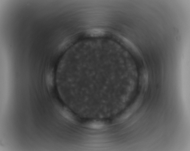 X0000113850604200910011002