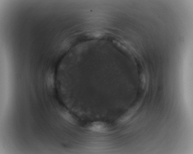 X0000113850612200910011002