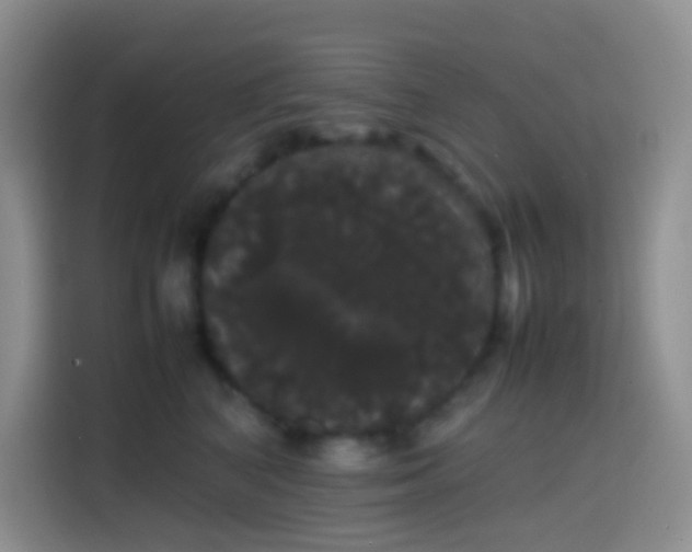 X0000113850616200910011002