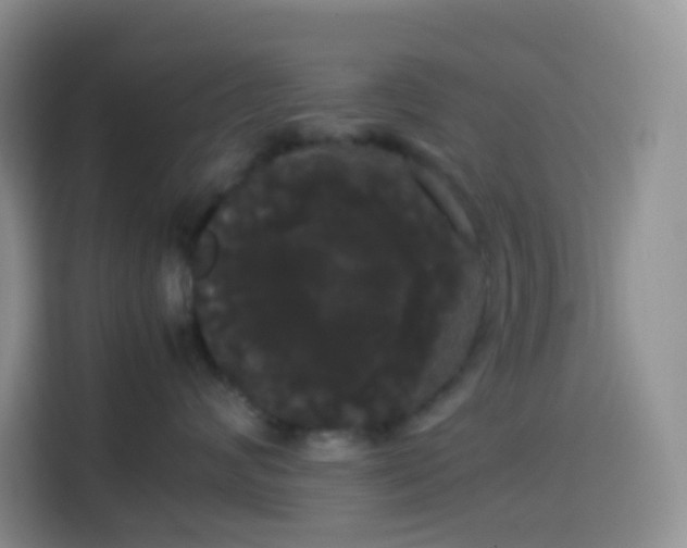 X0000113850624200910011002