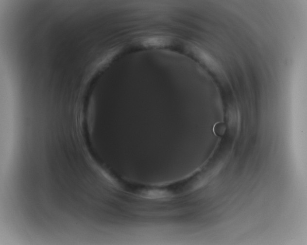 X0000113850637200910011001