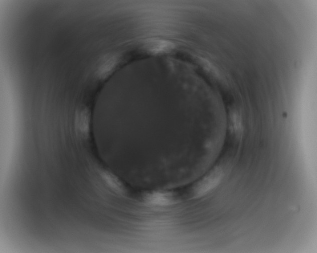 X0000113850664200910011002