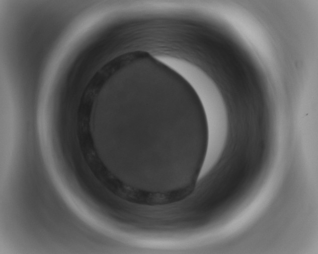 X0000113850766200910011001