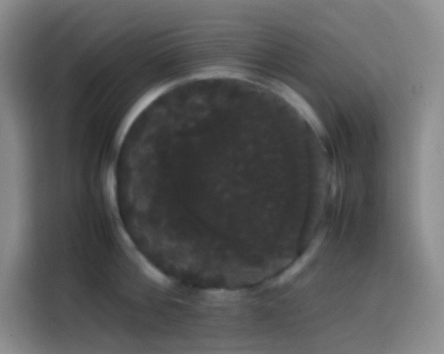 X0000113850812200910010959