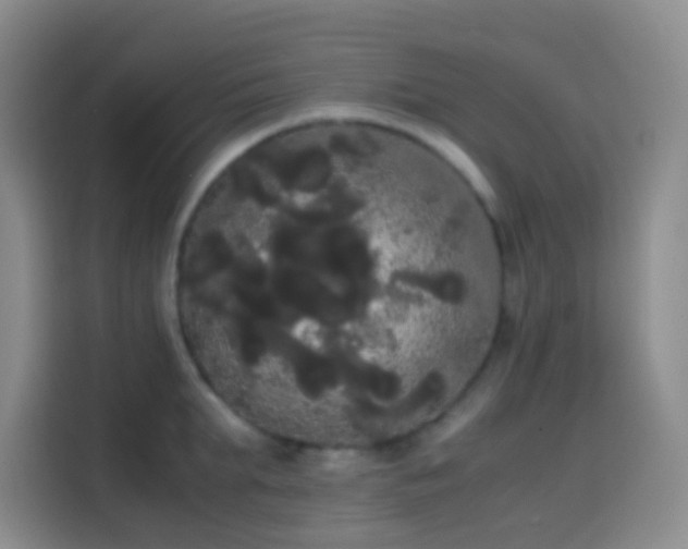 X0000113850903200910010958