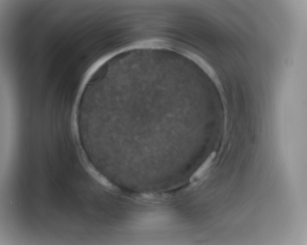 X0000113850960200910010958