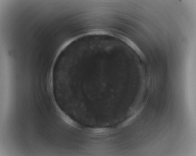 X0000113850988200910010957