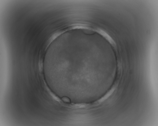 X0000113850993200910010957