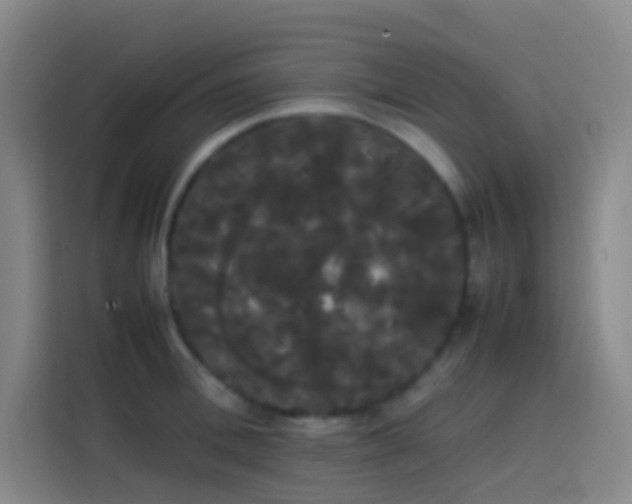 X0000113850996200910010957