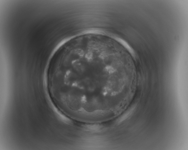 X0000113850999200910010957