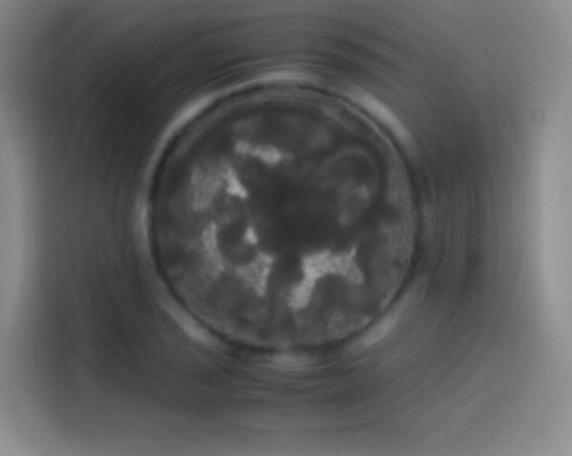 X0000113851029200910010956