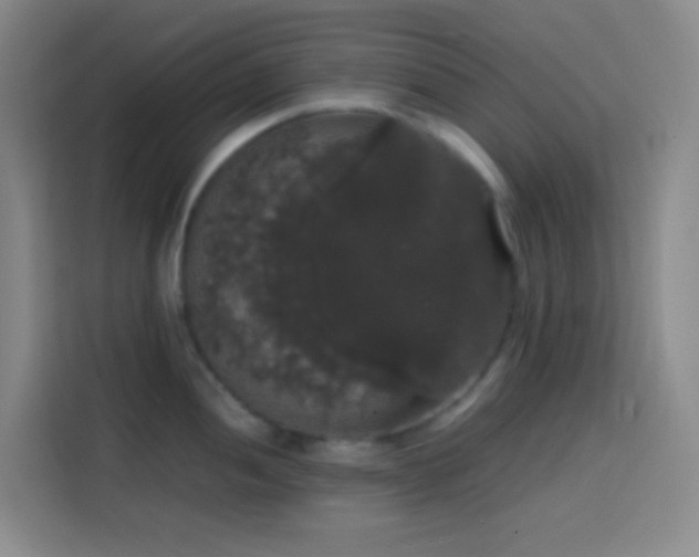 X0000113851052200910010957