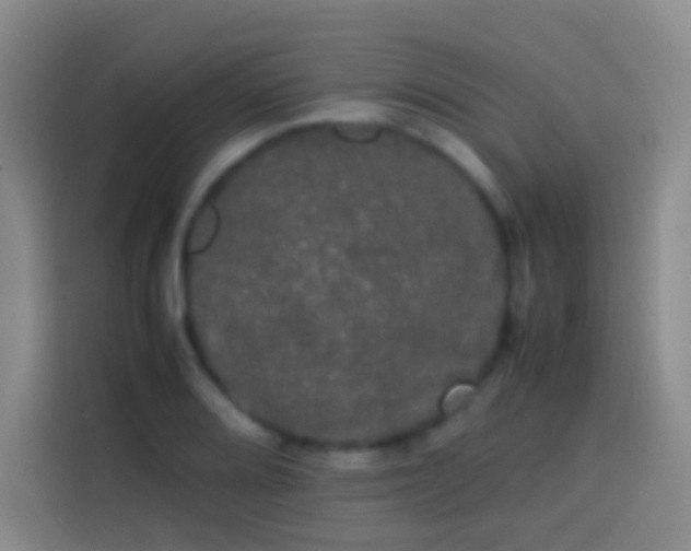 X0000113851080200910010956