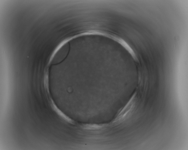 X0000113851100200910010956