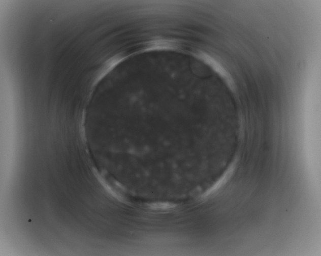 X0000113851137200910010955