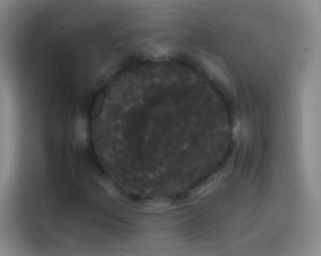 X0000113851156200910010955