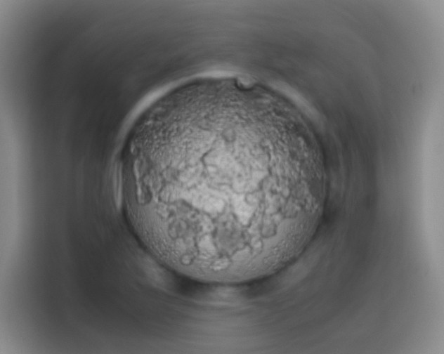 X0000113851175200910010955