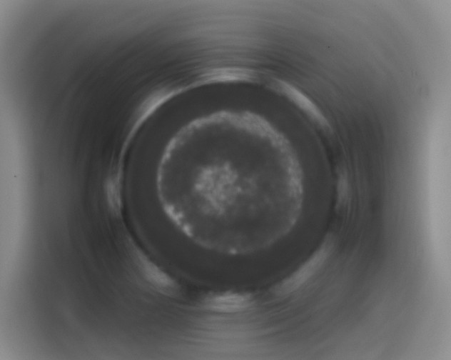 X0000113851178200910010955