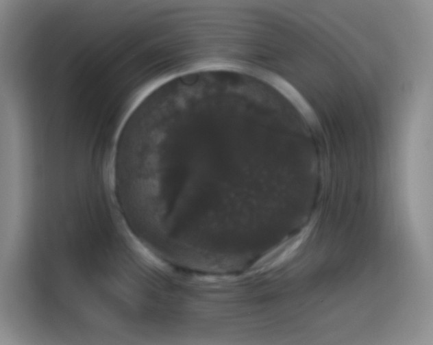 X0000113851244200910010954