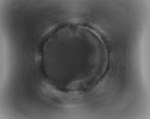 X0000113851302200910010953