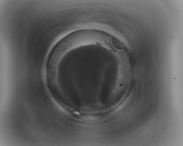 X0000113851517200910010950