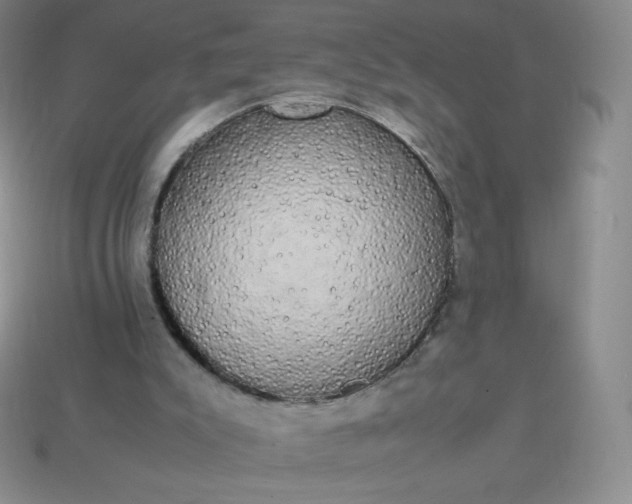 X0000113850007200910081655