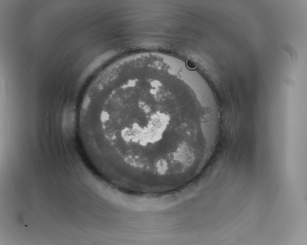 X0000113850016200910081655