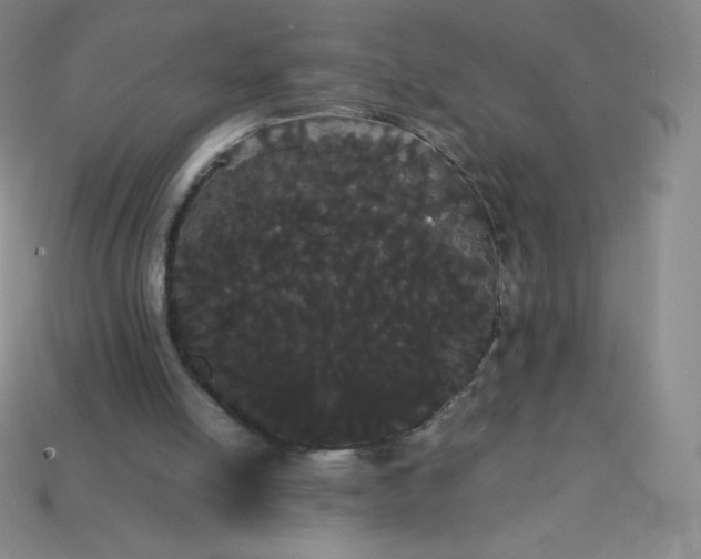 X0000113850054200910081654