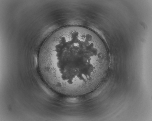 X0000113850061200910081654