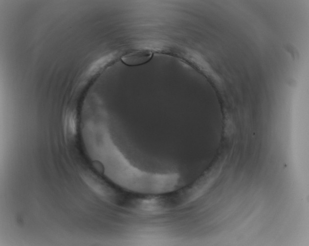 X0000113850068200910081654