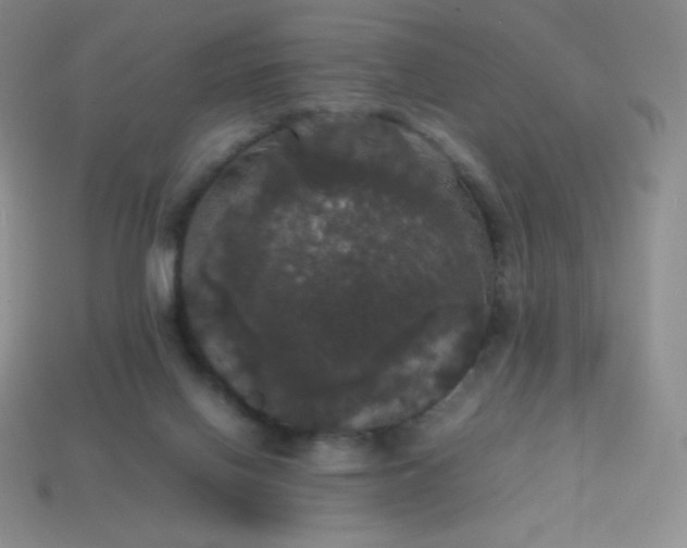 X0000113850070200910081654