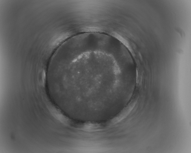 X0000113850109200910081654