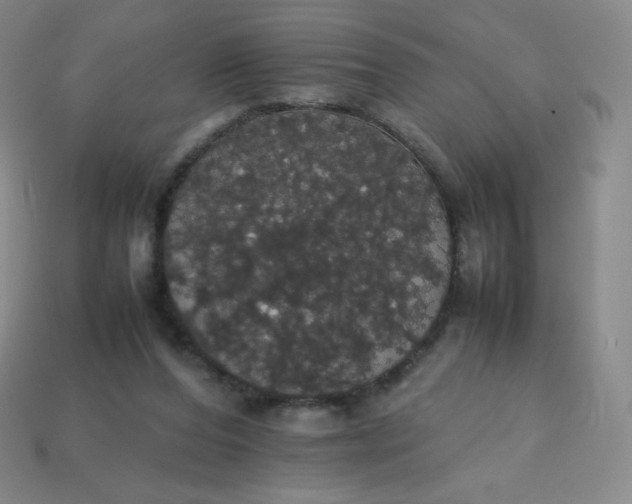 X0000113850208200910081652