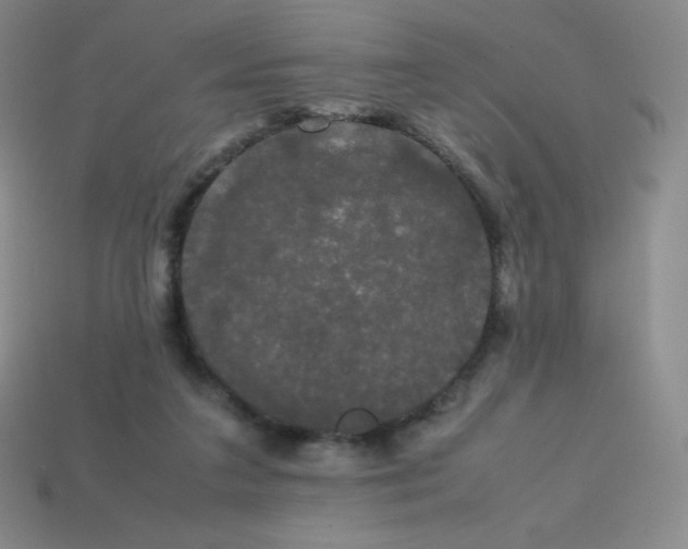 X0000113850211200910081652