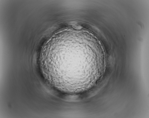 X0000113850217200910081652