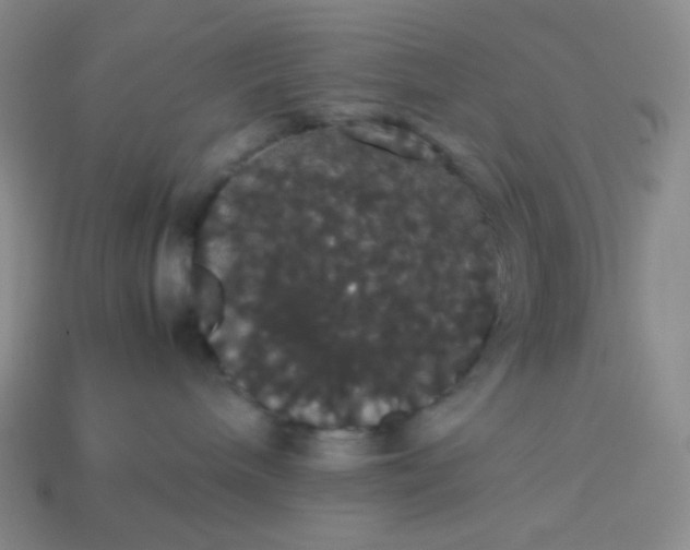 X0000113850240200910081652