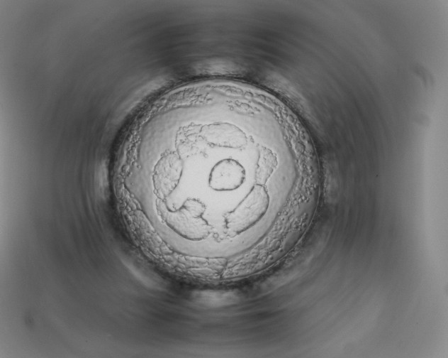 X0000113850251200910081651