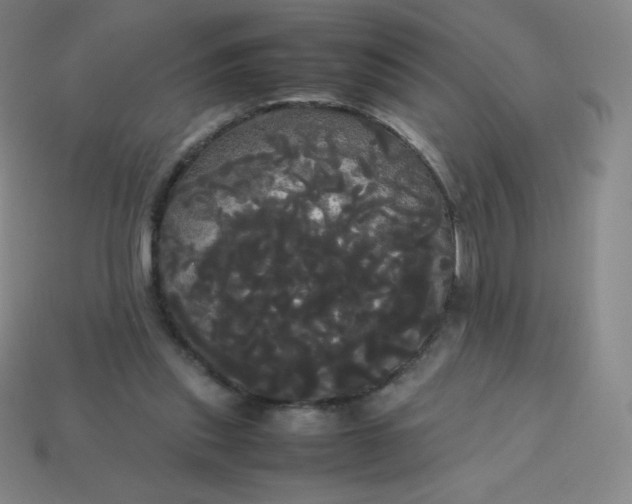 X0000113850253200910081651