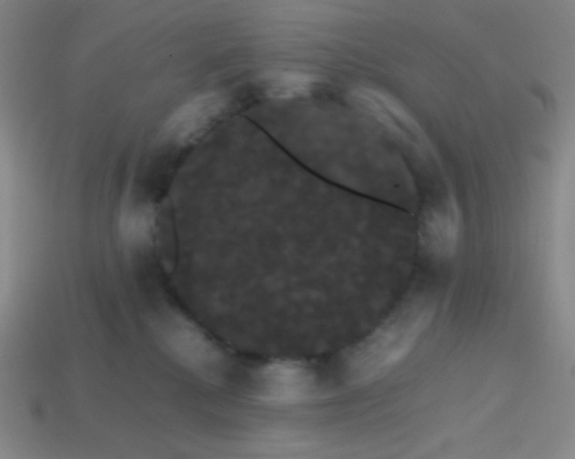 X0000113850280200910081652