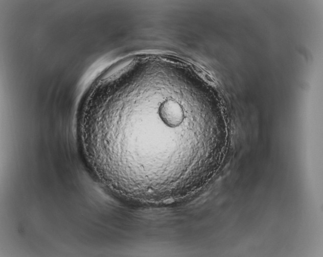 X0000113850296200910081651