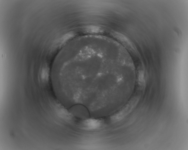 X0000113850326200910081651