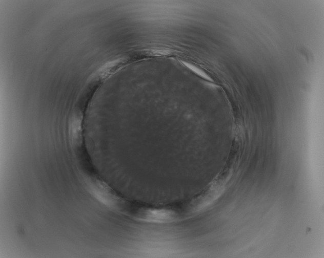 X0000113850360200910081650