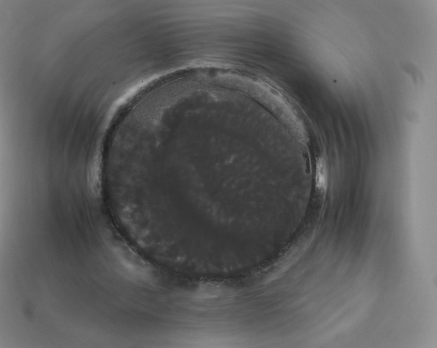 X0000113850388200910081650