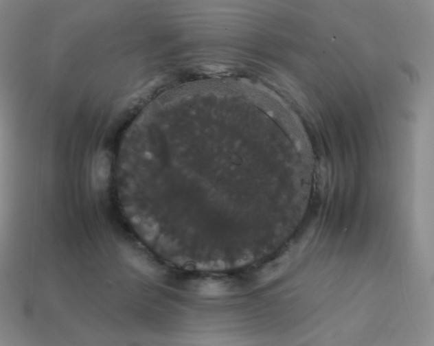 X0000113850412200910081650