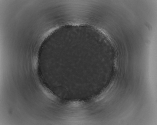 X0000113850540200910081648