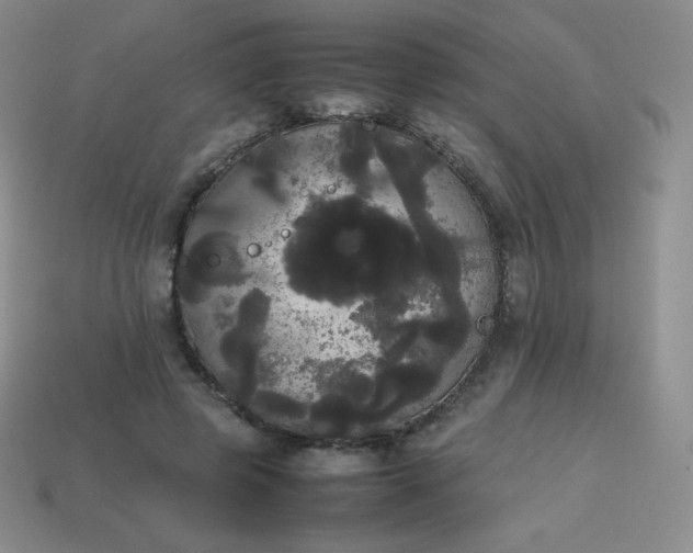 X0000113850545200910081648