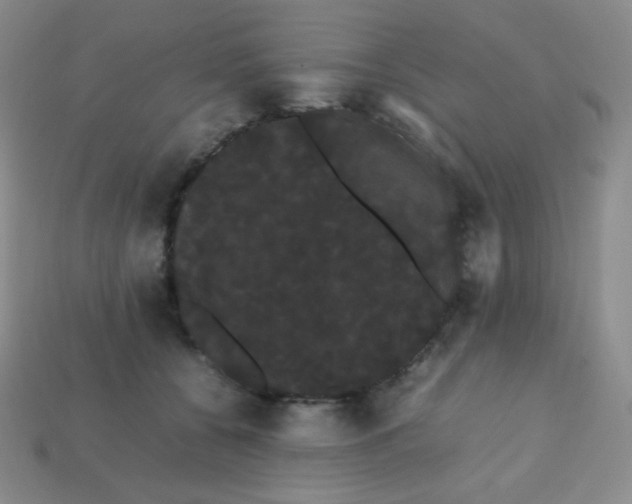 X0000113850560200910081648